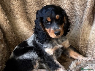 Cocker Spaniel dogs - Advert 16