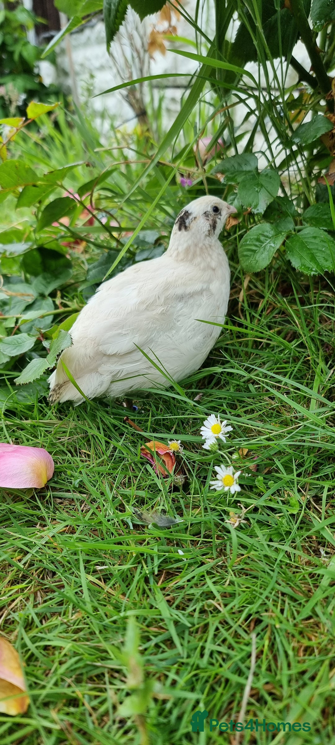 Quail poultry for sale: 🐣 Live Coturnix Jumbo Quail for Sale  in Birmingham - Image 17