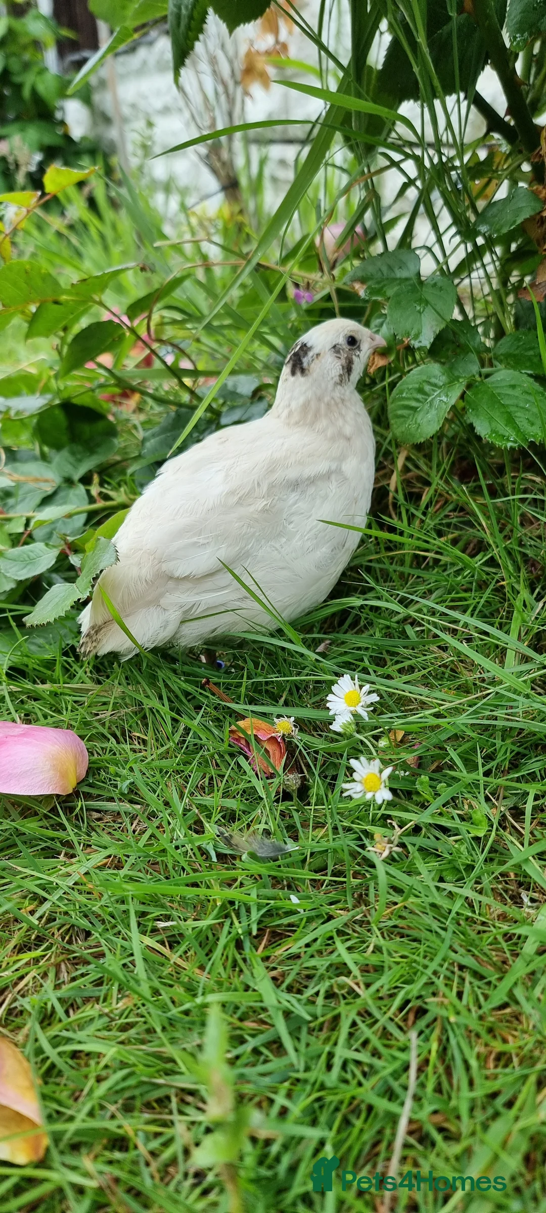 Quail poultry for sale: 🐣 Live Coturnix Jumbo Quail for Sale  in Birmingham - Advert 17