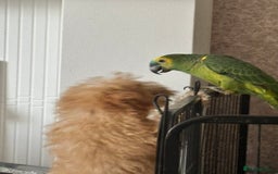 Parrots birds for sale: Blue fronted Amazon parrot - Image 3