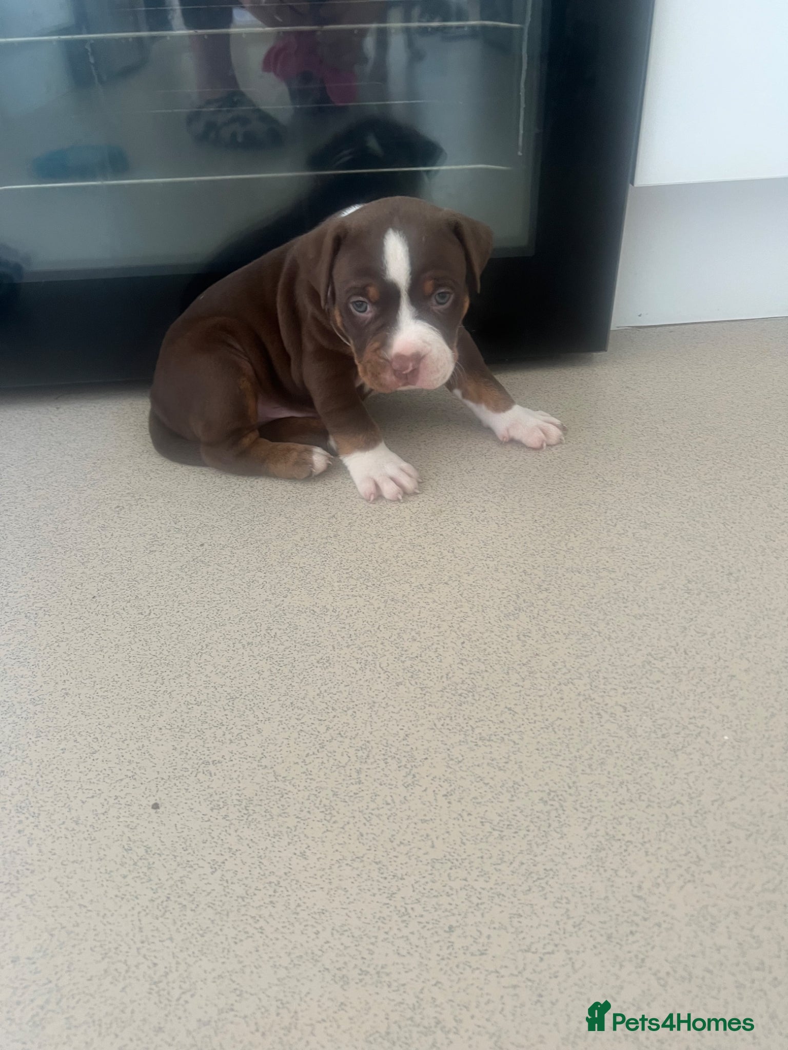 American Bully dogs American pocket bully  - Advert 20