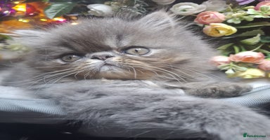 Persian cats - Advert 14
