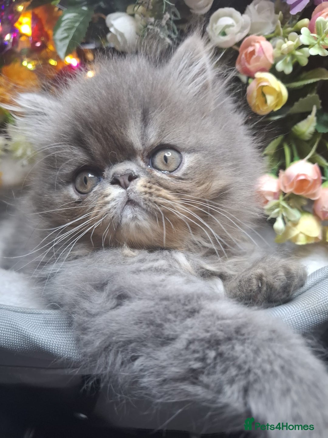 Persian cats for sale: Persian Kittens looking for their forever homes - Image 2