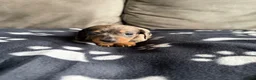 Dachshund dogs for sale: 4 playful dachshund pups  - Advert 4