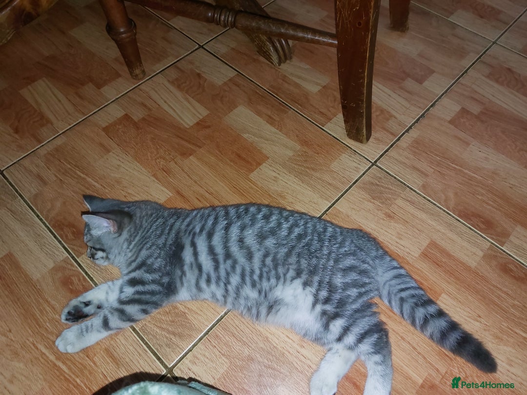British Shorthair cats for sale: Beautiful British shorthair female kitten - Image 6