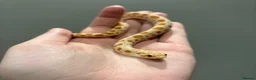 Mixed Breed reptiles for sale: Mixed reptiles for new homes  - Advert 4