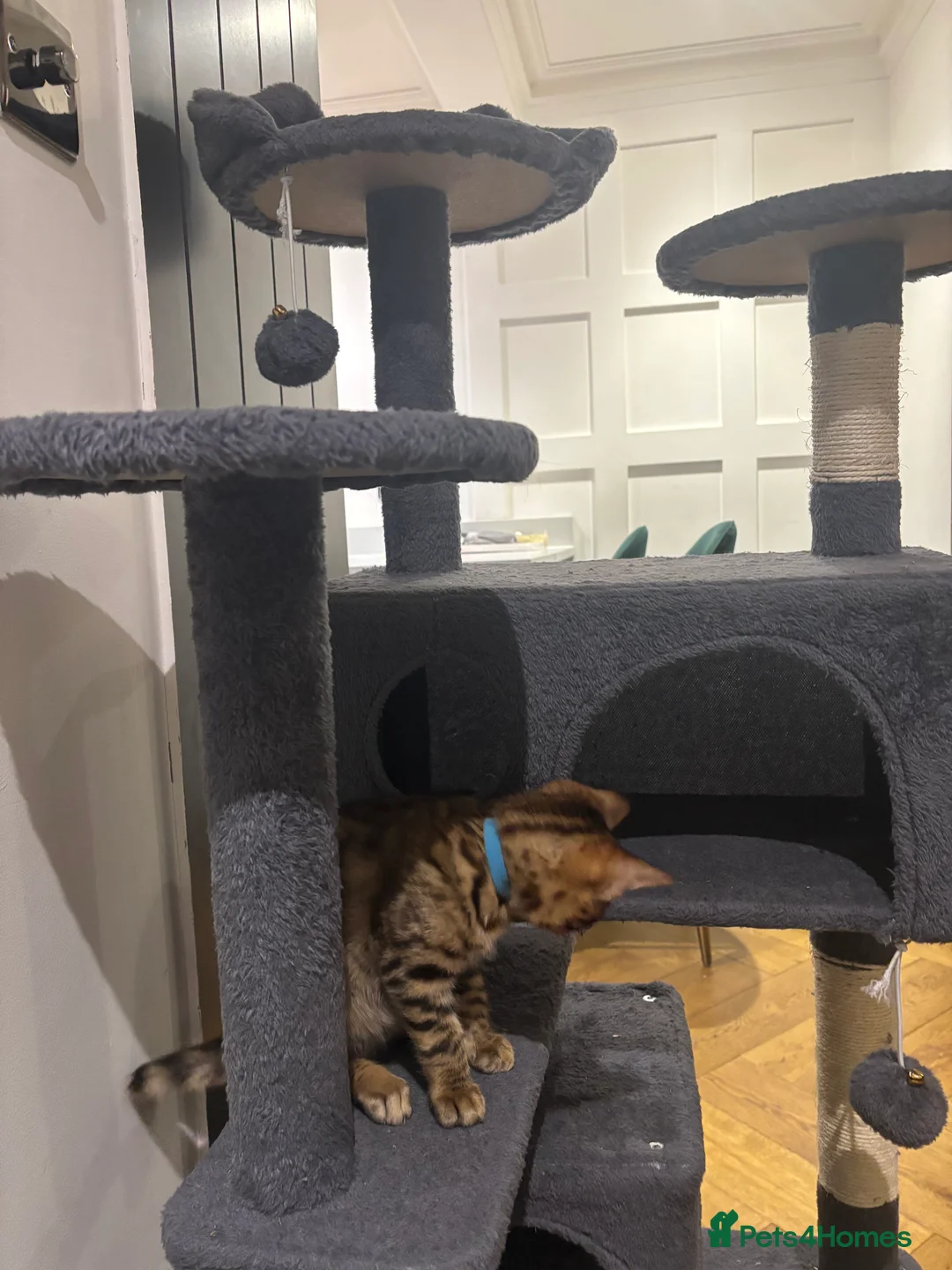 Bengal cats for sale: Pure bread Bengals - Advert 10