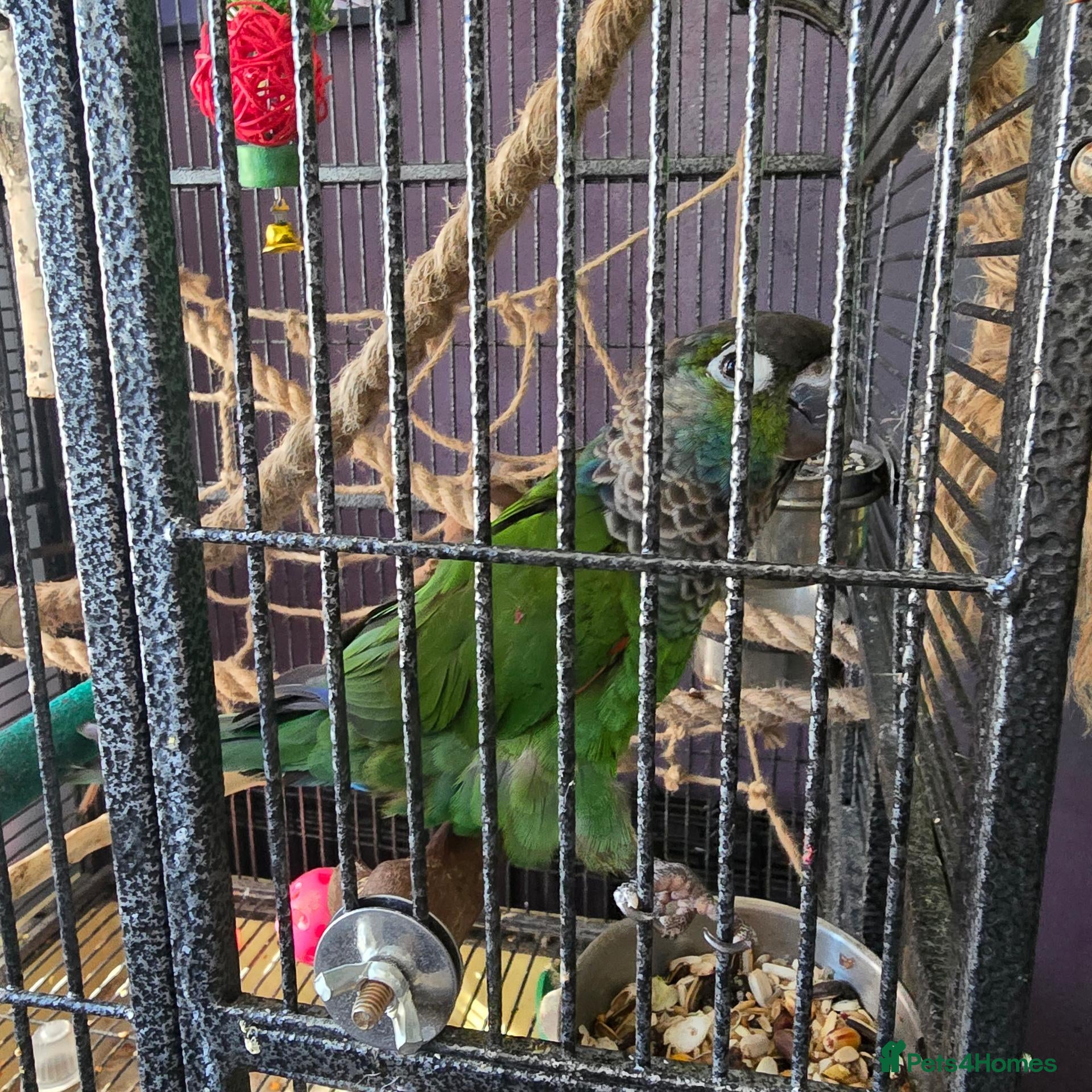 Parrots birds Hand Reared, Talking Green Cheeked Conure - Advert 2