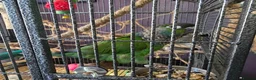 Parrots birds for sale: Hand Reared, Talking Green Cheeked Conure - Advert 2