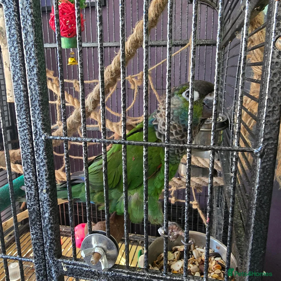 Parrots birds for sale: Hand Reared, Talking Green Cheeked Conure - Advert 2