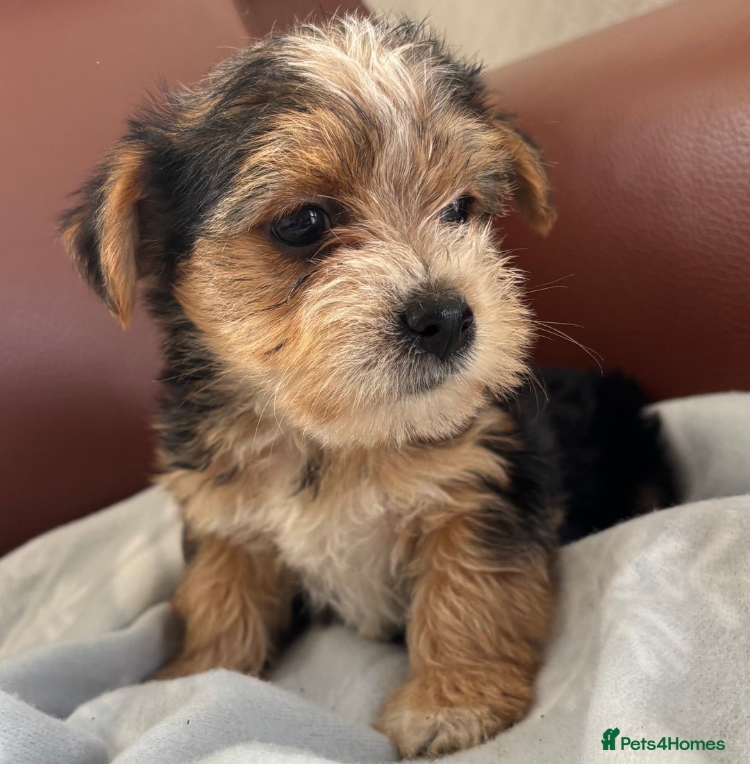 Mixed Breed dogs for sale: Yorkshire terrier/Jack Russell - Image 22