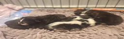 Mixed Breed cats for sale: Bengal mix - beautiful kittens  - Advert 14
