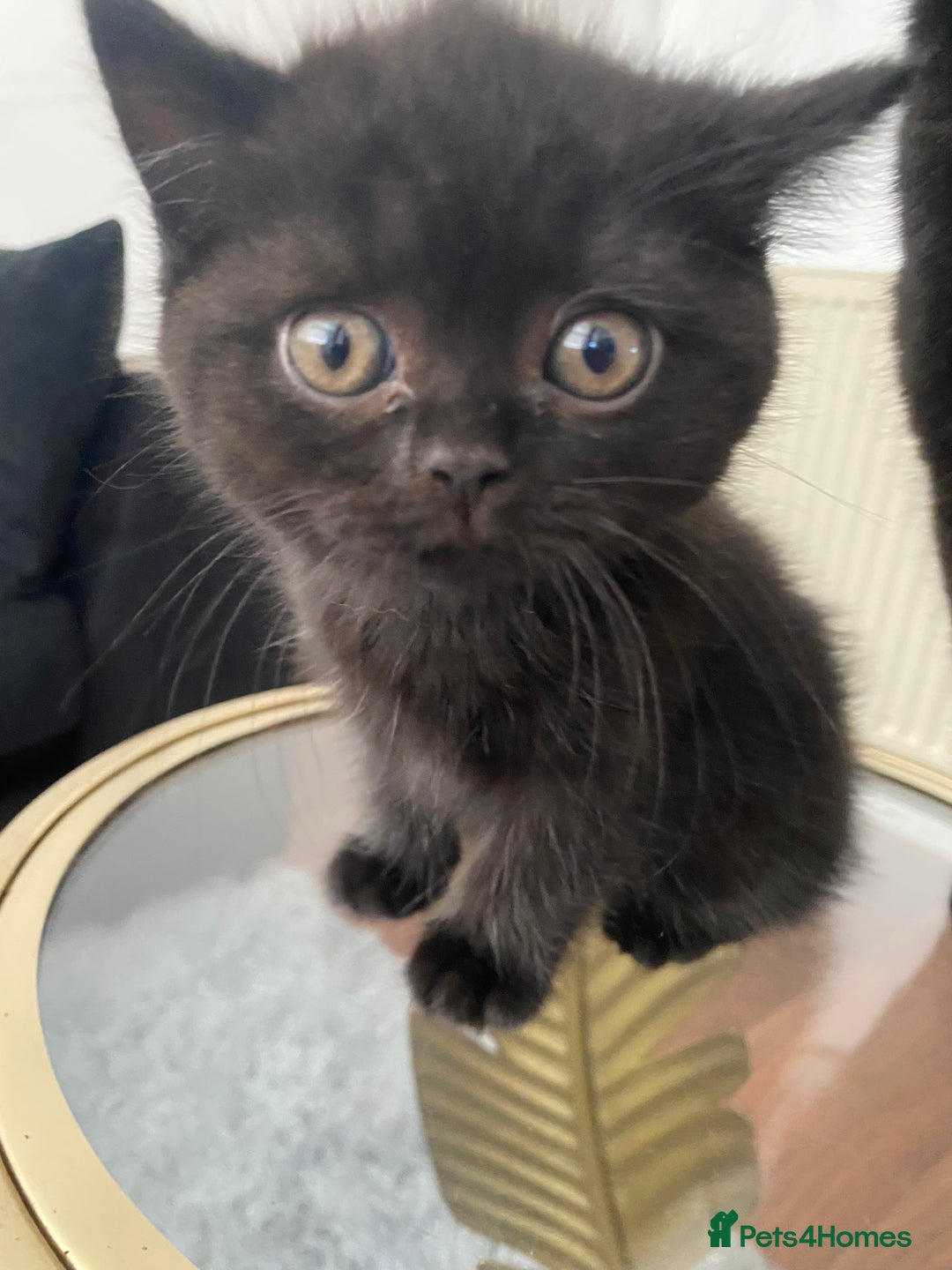 British Shorthair cats for sale: Beautiful British Short Hair Kittens in Coventry - Image 10