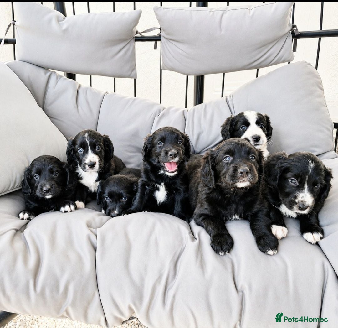 Mixed Breed dogs Beautiful puppies 🐶 😍  - Advert 1