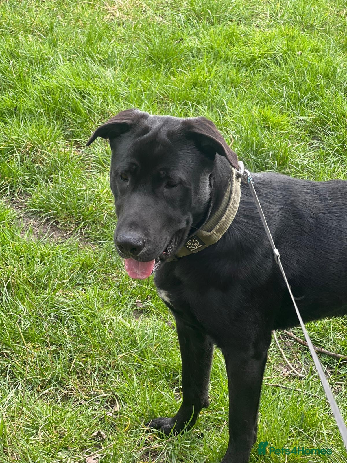 Mixed Breed dogs Labrador cross stuffy - Advert 17