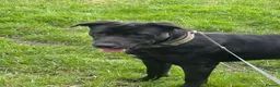 Mixed Breed dogs for sale: Labrador cross stuffy - Advert 1