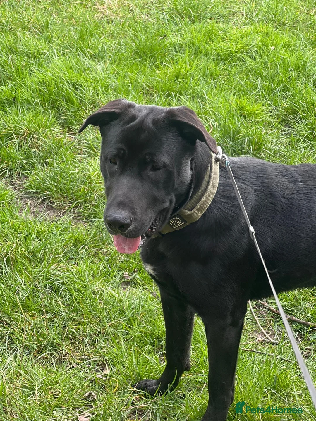 Mixed Breed dogs for sale: Labrador cross stuffy - Advert 1