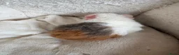 Guinea Pig rodents for sale: Beautiful and friendly guinea pig babies  - Advert 10