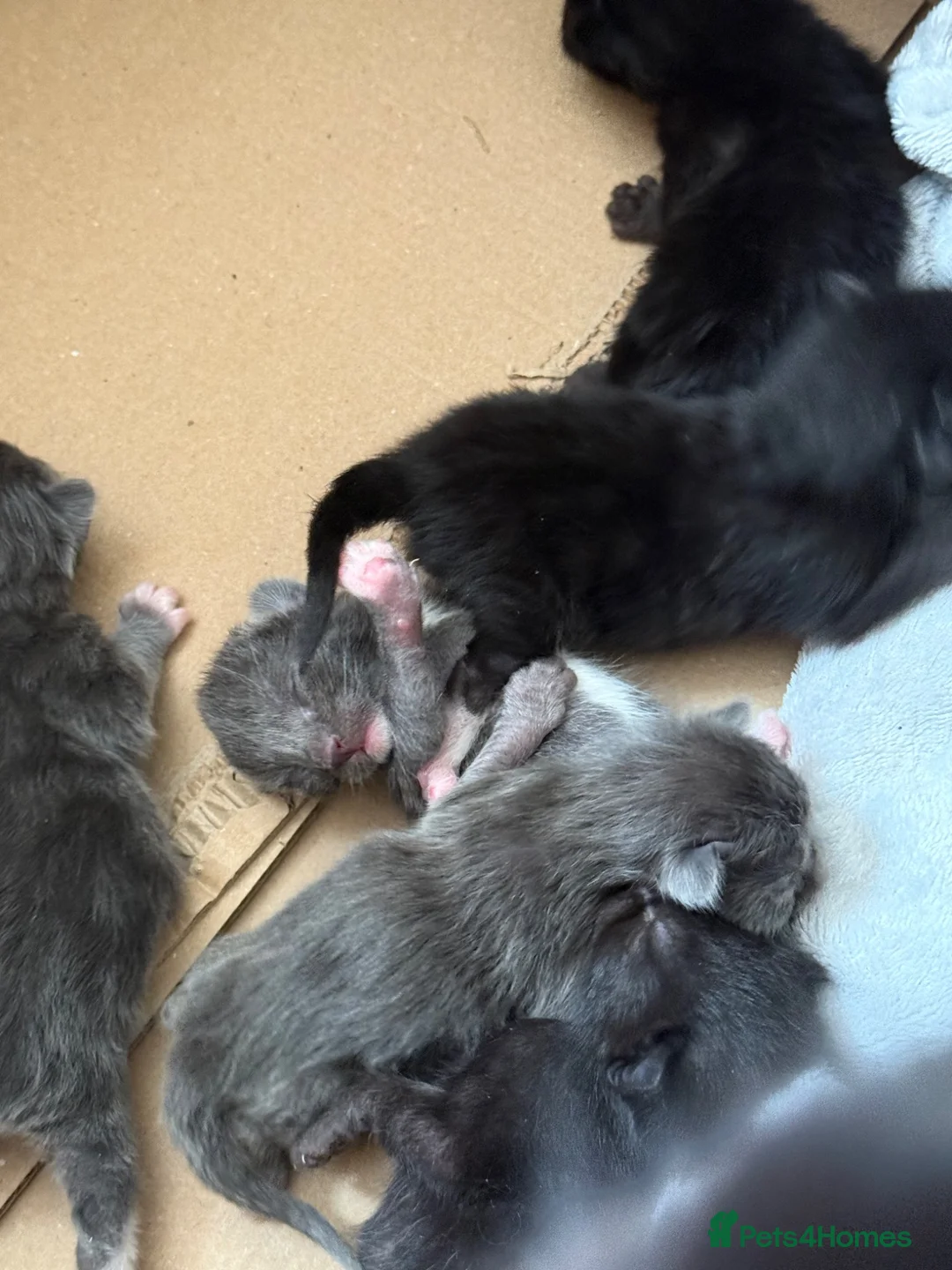 Mixed Breed cats for sale: 7 beautiful babies  - Advert 2