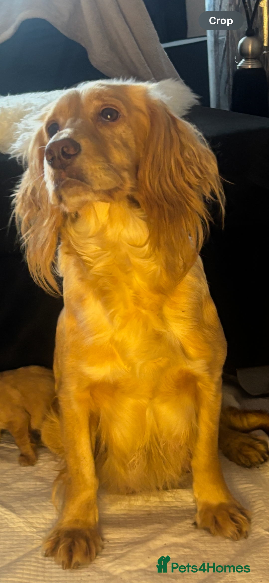 Cocker Spaniel dogs for sale: 1 boy available kc cocker spaniel  - Advert 3