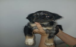 Pug dogs for sale: Pug puppies fluffy ready to leave  in Hemel Hempstead - Image 6