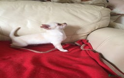 Chihuahua dogs for sale: Two stunning white chihuahuas - Image 11
