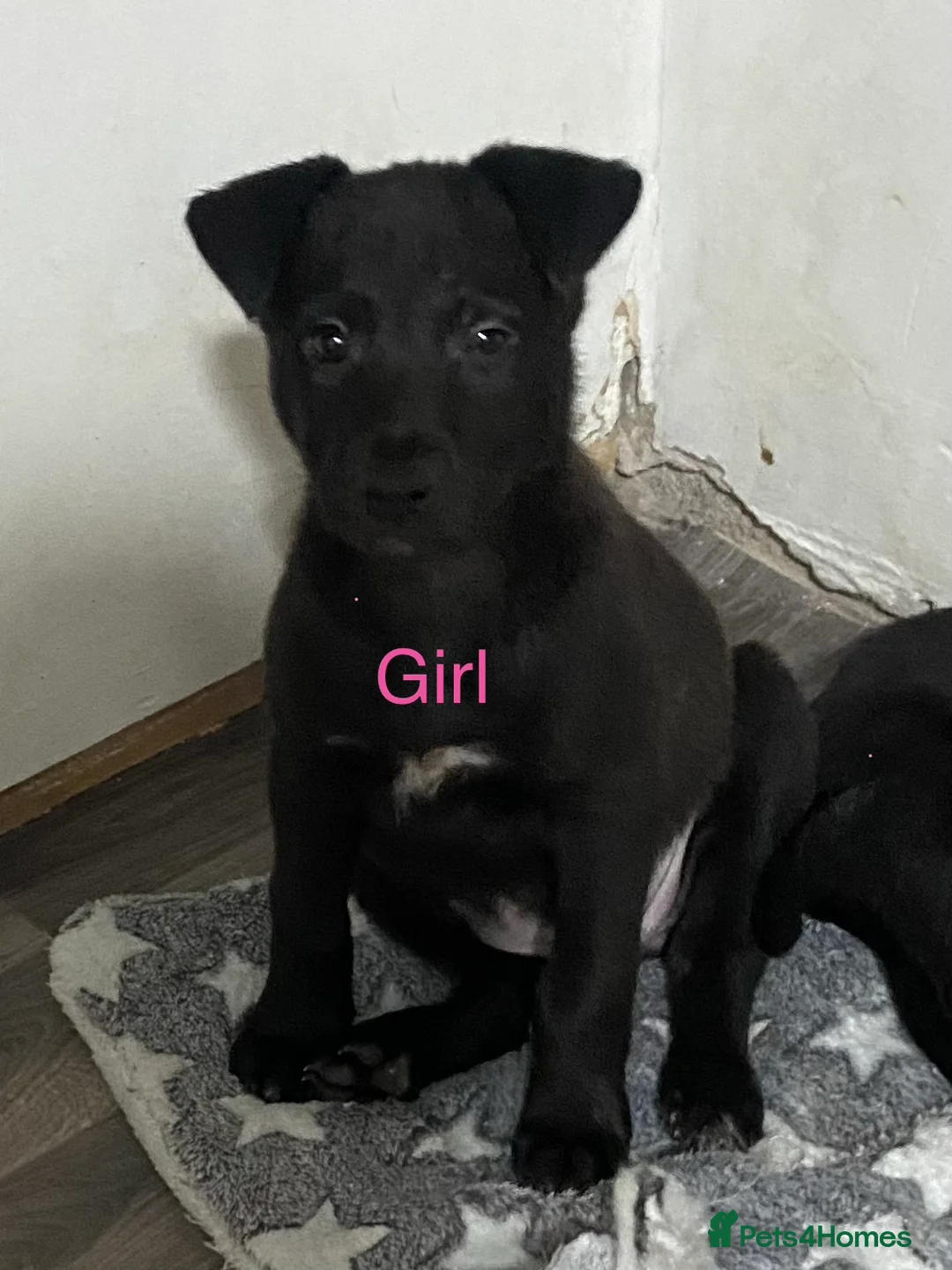 Mixed Breed dogs for sale: Whippet bull malinois X Malinois  - Advert 2
