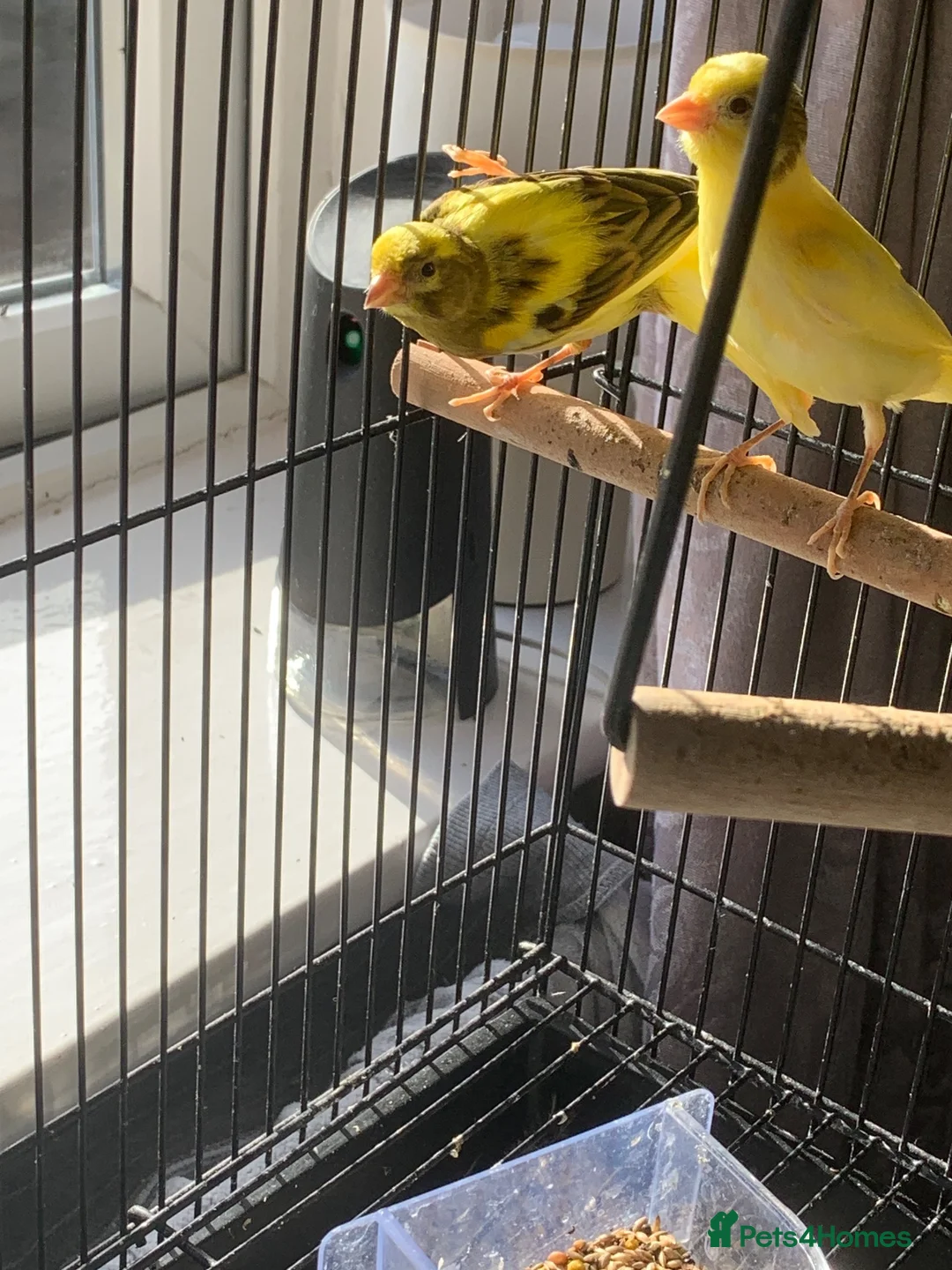 Canaries birds for sale: Canary cock  in Saint Helens - Advert 2