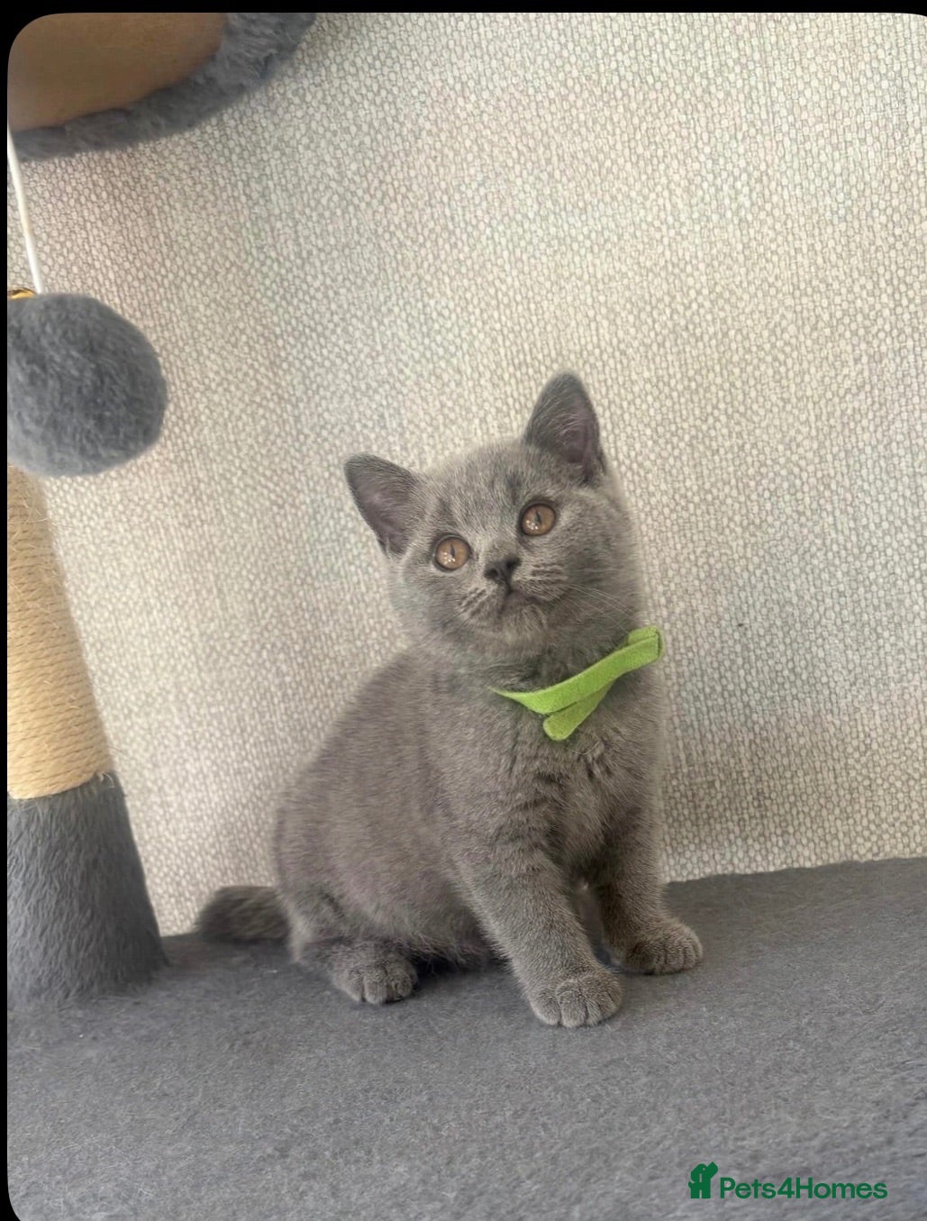 British Shorthair cats Stunning British shorthairs - champion bloodlines - Advert 4