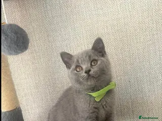 British Shorthair cats Stunning British shorthairs - champion bloodlines - Advert 1