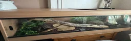Boa Snake reptiles for sale: Female bci Boa and Viv - Advert 3