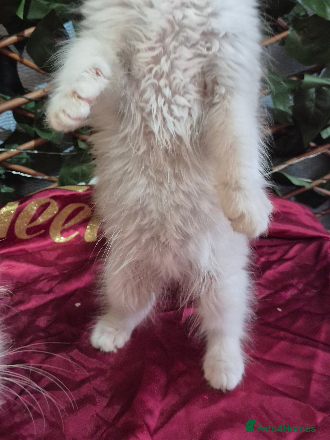 Ragdoll cats for sale: Two Brother's Ready now Mink ragdoll - Advert 4