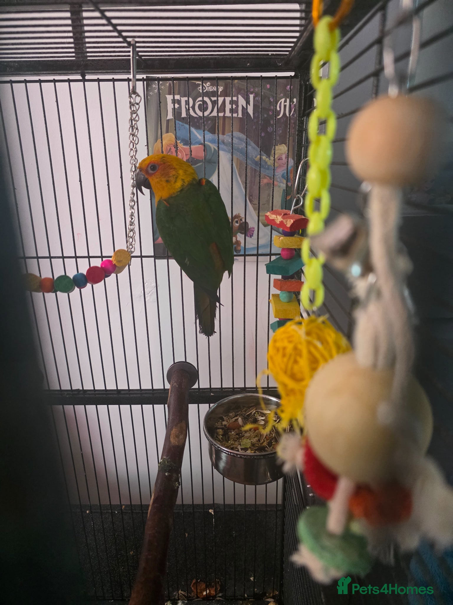 Parrots birds for sale: Jenday conure  in Derby - Advert 2