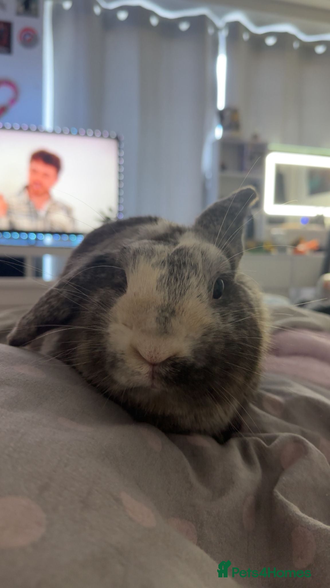 Mixed Breed rabbits Male rabbit looking for experienced home - Advert 17