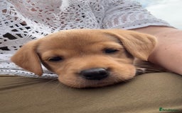 Labrador Retriever dogs for sale: Beautiful KC Registered Fox Red Labrador Puppies - Image 8