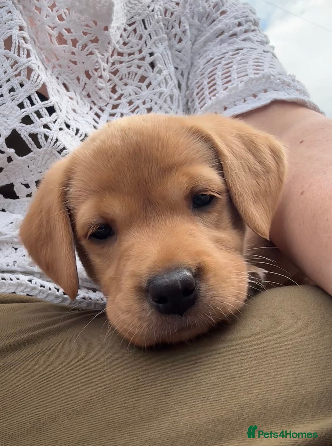 Labrador Retriever dogs for sale: Beautiful KC Registered Fox Red Labrador Puppies - Image 8