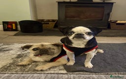 Pug dogs for sale: Stunning Puppy Unique Blue Eye Very Loving - Image 18