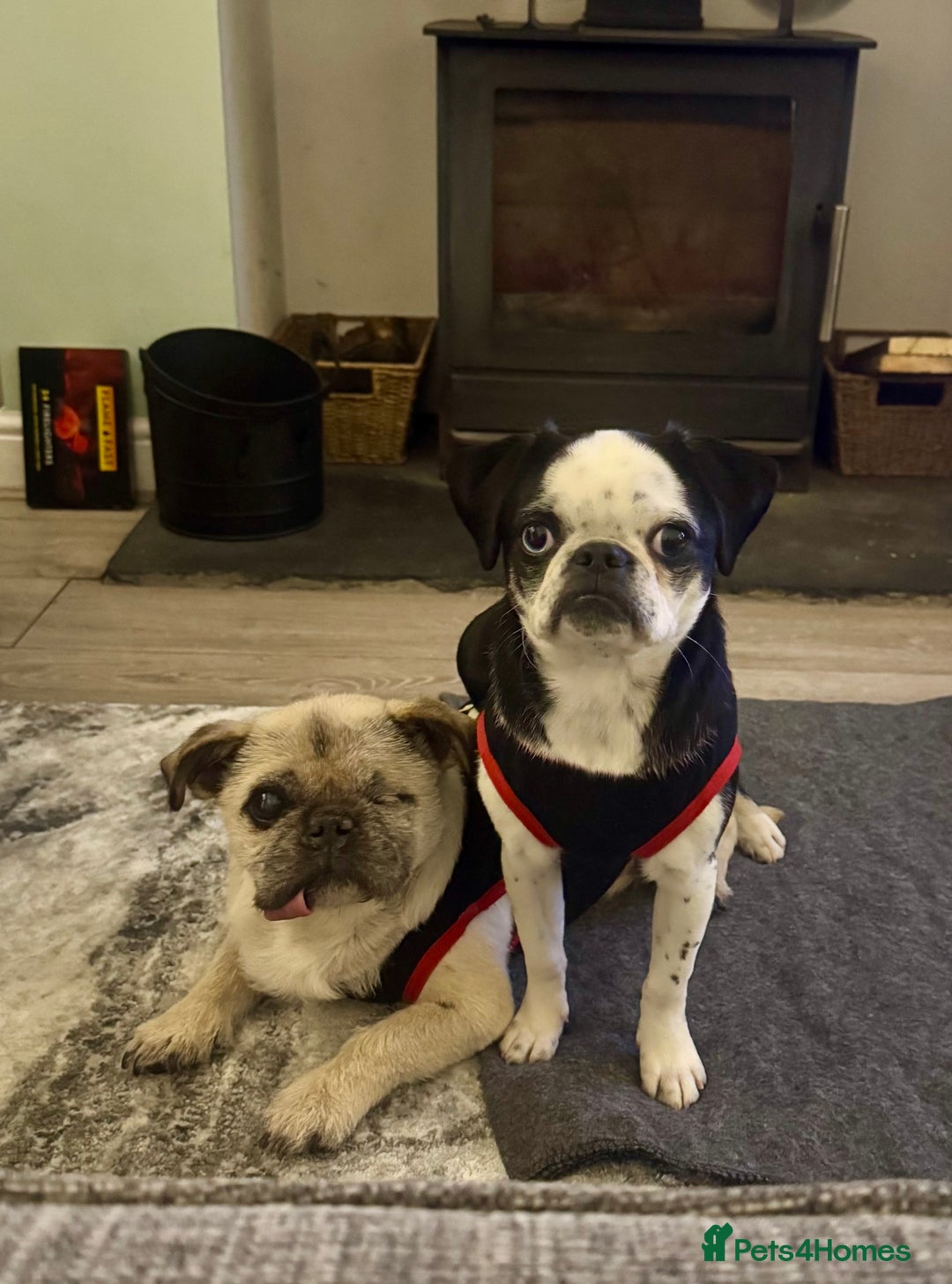 Pug dogs for sale: Stunning Puppy Unique Blue Eye Very Loving - Image 18