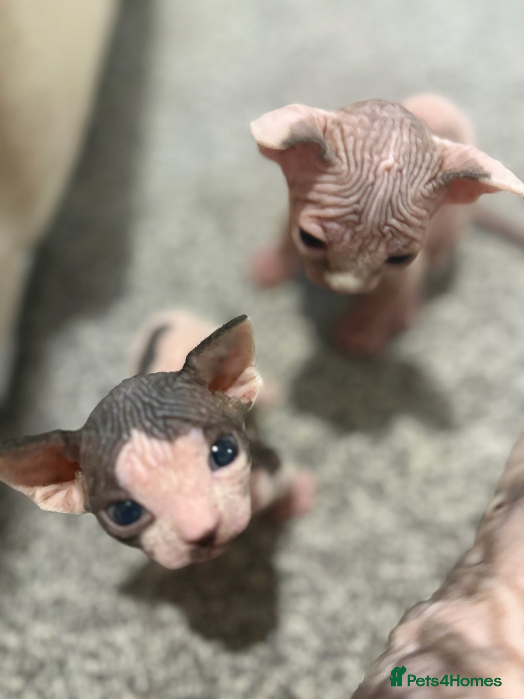 Sphynx cats for sale: Two beautiful male Sphynx kittens  - Advert 9