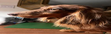 Miniature Dachshund 1