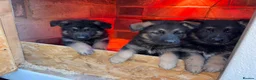 German Shepherd dogs for sale: Gorgeous German shepherd puppies  in Barnsley - Advert 2