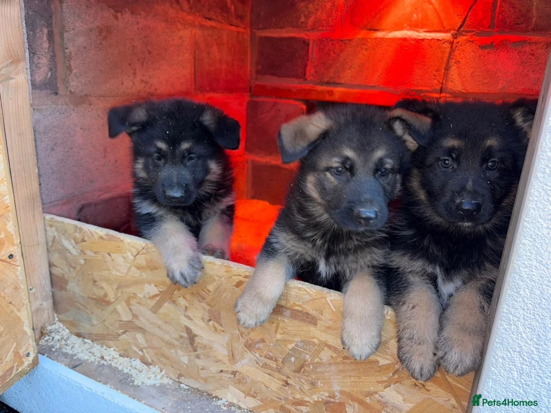 German Shepherd dogs for sale: Gorgeous German shepherd puppies  in Barnsley - Advert 2