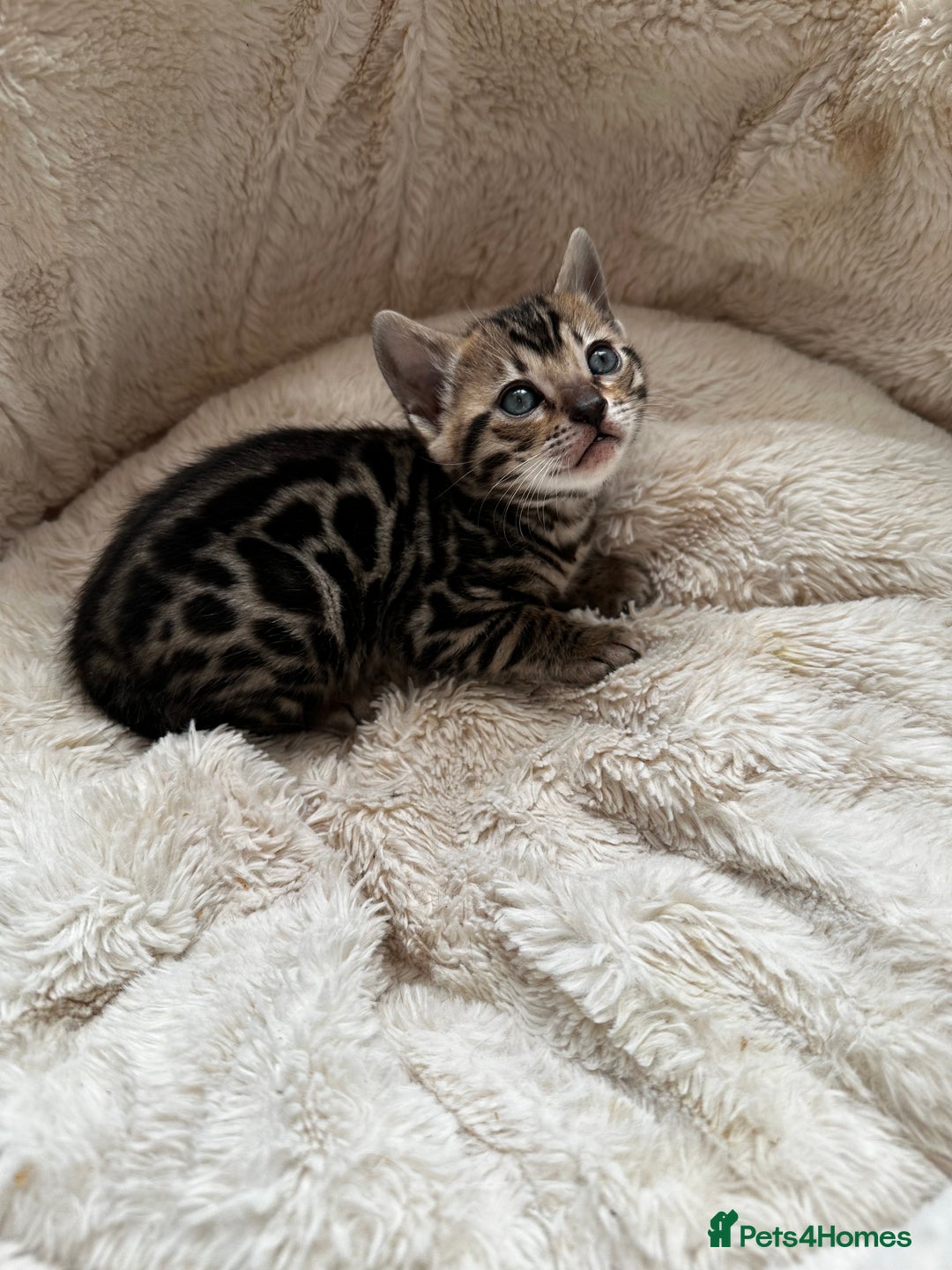 Bengal cats for sale: TICA registered bengal kittens available! - Advert 3