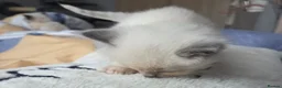 Ragdoll cats for sale: Purebred Ragdoll Kittens, Ready to Go - Advert 40