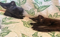 Domestic Shorthair cats for sale: 2 beautiful black and brown kittens  - Image 4