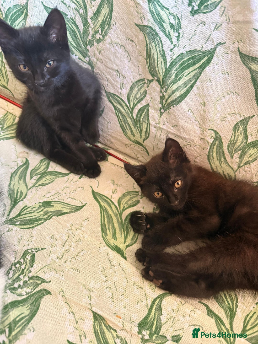 Domestic Shorthair cats for sale: 2 beautiful black and brown kittens  - Image 4