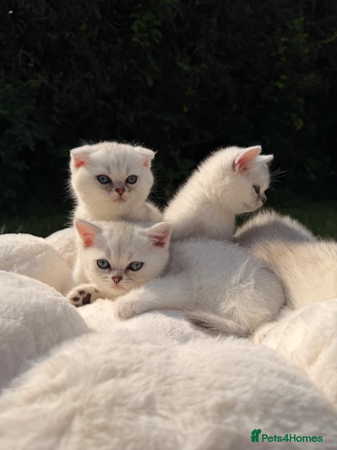 Scottish Fold cats for sale: Scottish fold/straight kittens - Advert 2