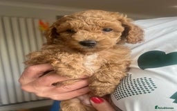 Toy Poodle dogs for sale: KC Registered Toy Poodle Treasures  - Image 14