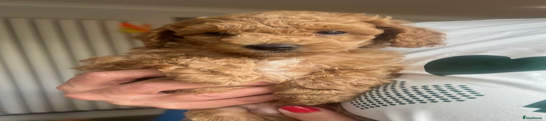 Toy Poodle Puppy 2