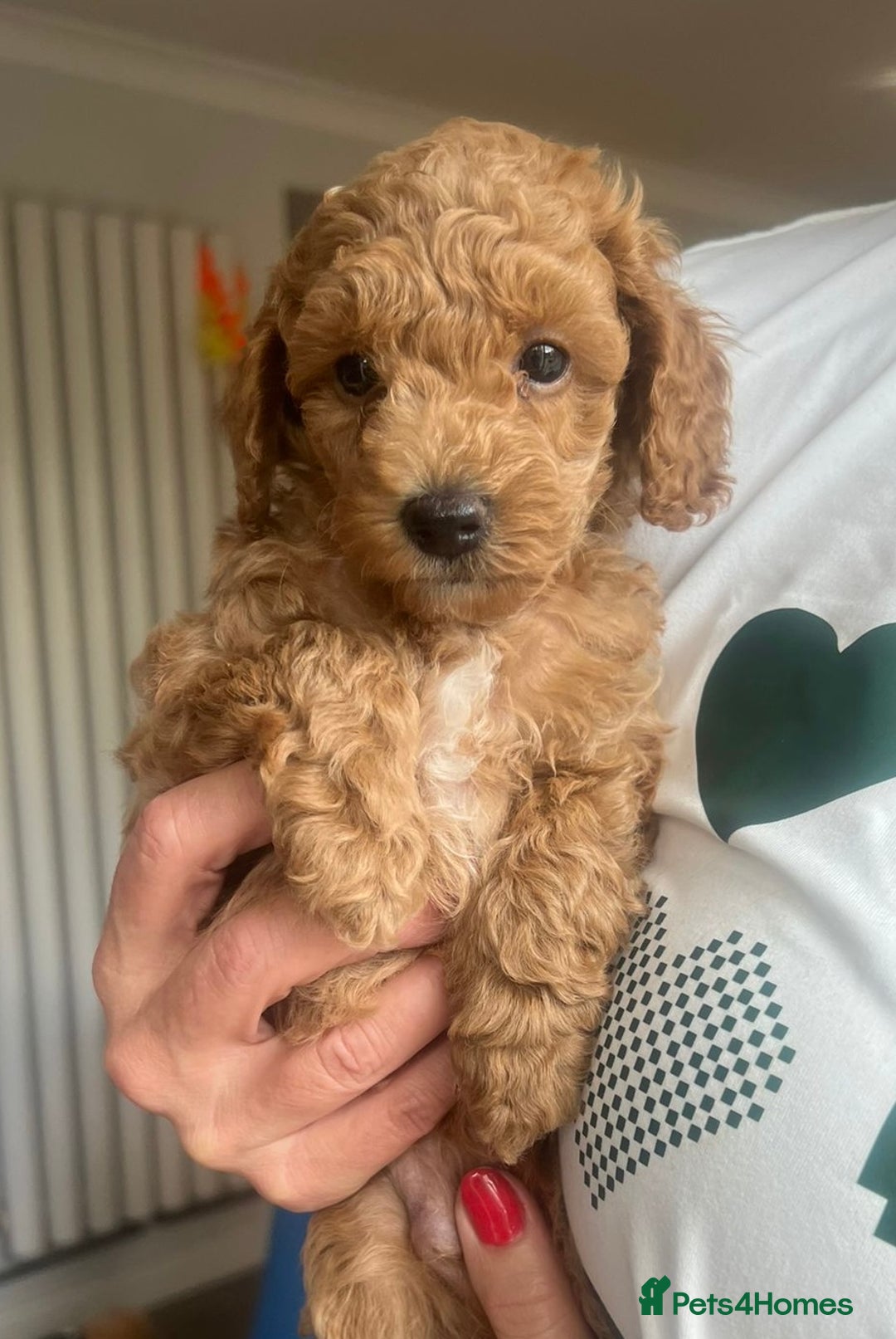 Toy Poodle dogs for sale: KC Registered Toy Poodle Treasures  - Image 14
